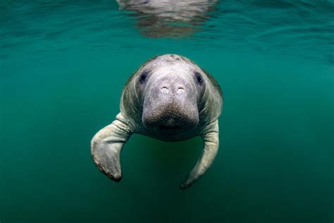 Manatees are herbivorous, meaning they feed on plants. Manatees and dugongs are the only plant-eating marine mammals. …. 