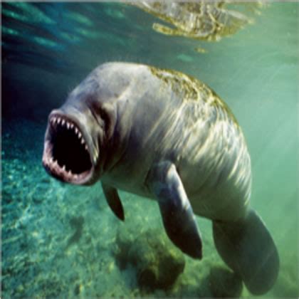 Manatee predators. The Florida manatee is the largest of all the world’s manatees. In fact, the most gigantic can weigh more than 3,500 pounds! Measuring up to 12 feet from snout to tail, most adult manatees tip the scales at more than 1,200 pounds. That’s four times the weight of the black bear, Florida’s next-largest mammal. 