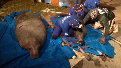 Manatee rescued from storm drain in Florida