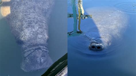 Manatee that made rare trip to New England waters found dead weeks later