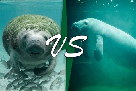 Manatee vs dugong. 1. Size. When comparing dugongs to manatees the most striking difference is in their sizes. In general, manatees grow much heavier, broader, and longer than dugongs. Dugongs average a length of around 9.8 feet/3 meters whereas manatees have an average length of 11 feet/3.35 meters. The average weight of a dugong is between 551 and 1,984 pounds ... 
