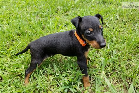 Manchester Terrier Puppies for Sale in North Carolina