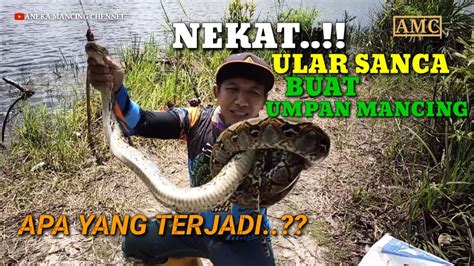 Mancing ikan lele besar togel. No togel ular sanca besar. Slot demo x500 terus.