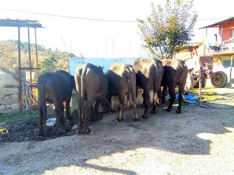 Manda Çiftliği Facebook. 