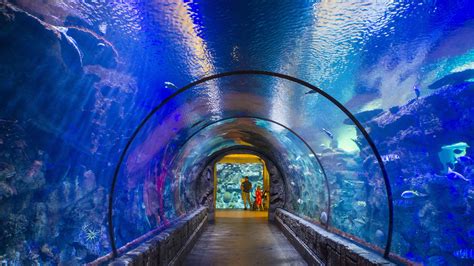 Jul 13, 2023 · The Shark Reef Aquarium at the Mandalay Bay is the 