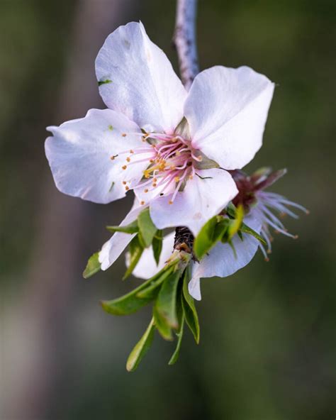 Mandelblomning gran canaria