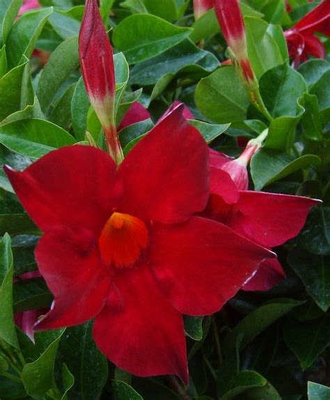 Mandevilla / Dipladenia - Brazilian Jasmine Red (Container Plant)