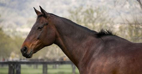 Mandurah - Horse Racing Nation