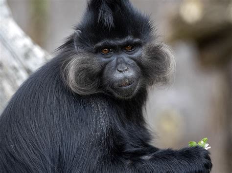 Mangabey Monkey - ZooBorns