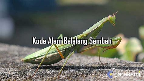 Mangga toto panen setiap hari. Kode alam belalang sembah.