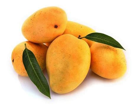  · Organizations of foreign <strong>mango</strong> producers shall submit two nominees for each position, and foreign <strong>mango</strong> producers may submit their name or the names of other foreign <strong>mango</strong> producers directly to the Board. . Manggo