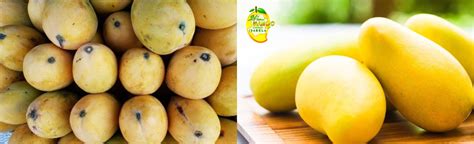 Mango farming for profit and environmental preservation