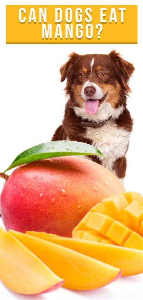 Mango for dogs. Limited Time Offer: Book your free phone call, and in-person temperament assessment for your dog. (A $149.00 value) We even have a 30 day money back guarantee! All training tools, private lessons, group classes, additional support, TAX, is include in the cost of our programs. 1: TRANSFORM YOUR DOG IN 4 WEEKS OR LESS, GUARANTEED! - *MOST POPULAR*. 
