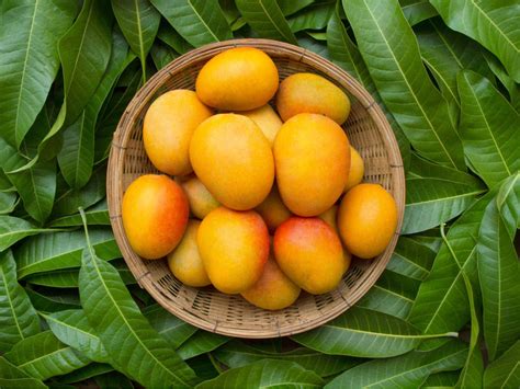 Mango india. Cut the agar agar sticks in small pieces and soak them in ½ cup of water for 20 to 25 mins in a small pan. Peel and chop the mangoes. Prepare a smooth puree of the chopped mangoes in a blender. Divide the mango puree into two equal portions in separate bowls and keep aside. 