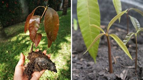 Mango live mod. 5 weeks old.  A healthy root system is a healthy tree.  Our mango l...