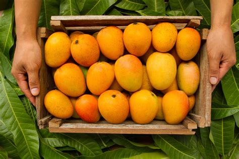 Mango online. Delicious Mango Recipes To Try This Summer. Order farm fresh mangoes online in India at the best price. Aamwalla offers organic Devgad Alphonso mangoes & gets delivered at home. 