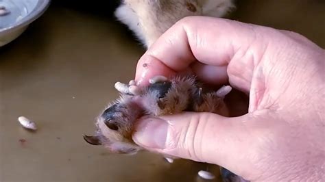 Video footage of the removal of maggots of Cordylobia anthropophaga, the Mangoworm, from animals - mostly dogs- in a Vet Clinic in The Gambia, West-Africa.. 