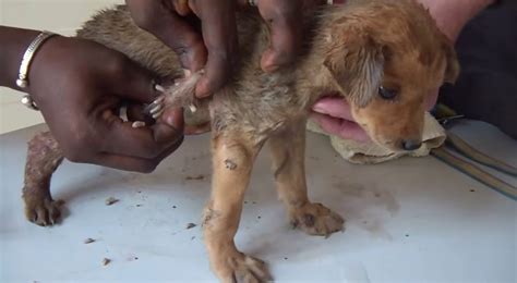 Mango worms are usually transmitted to dogs by eating infected animals, such as reptiles, amphibians or rodents, which are intermediate hosts. The worm larvae then migrate to the dog's mouth and mature into adults, attaching to the tongue. Early veterinary treatment is crucial to avoid complications.. 