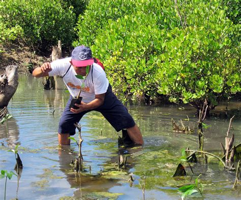 Mangrove conservation WWF