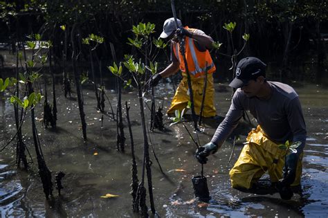 Mangrove forest thrives around what was once Latin America’s largest landfill