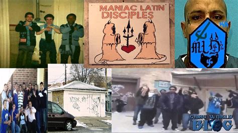 Maniac gangster disciples. Best Answer. The Gangster Disciples are a gang that is under the Folk Nation. They started in Chicago Illinois in the 1960's. Their Main rivals are gangs under the People Nation like the Almighty ... 