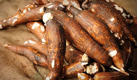 Manioc(or popularly known as Cassava) is grown in tropical climates in South America and Africa. It has edible roots and they give the third highest yield of .... 