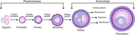 Manipulation of Follicular Development to Produce …