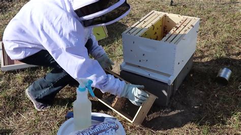 Mann lake bee. About Us. Mann Lake Bee & Ag is the leader in quality manufacturing, innovation, and customer service in the beekeeping industry. Whether you are just starting out in the … 