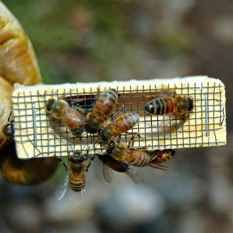 Mann lake bees. Place the queen cage, screen side facing up, between frames five and six in the hive body. Again, tap the package lightly a few times on the ground to jar all the bees to the bottom of the cage. Remove the square lid and begin to gently shake the bees from the package over the tops of the frames and the queen cage. 