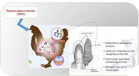 Mannan oligosaccharides (MOS) - Review of the Science