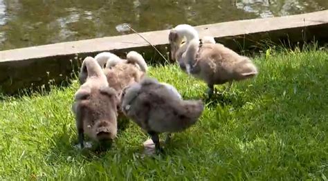 Manny the swan relocates after attacking returning cygnets