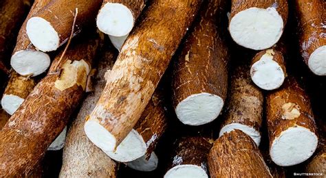 Manioc, a tropical root crop, also known as mandioca, cassava, aipim, or yuca. The manioc plant ( Manihot esculenta) grows from 5 to 12 feet in height, with edible leaves of five to seven lobes. What most people use for food, however, are the roots, which are 2 to 6 inches in diameter and 1 to 2 feet in length.. 