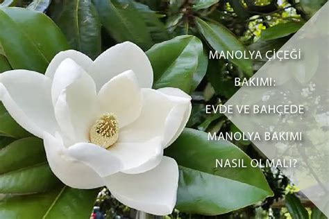 Manolya&beyaz Nergis (PB1013). 