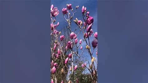 codini.rgarabwor.edu.pl. 