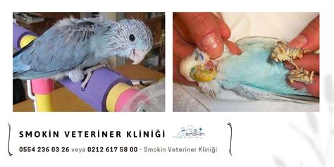 Mantar  Muhabbet Kuşu Forumu.