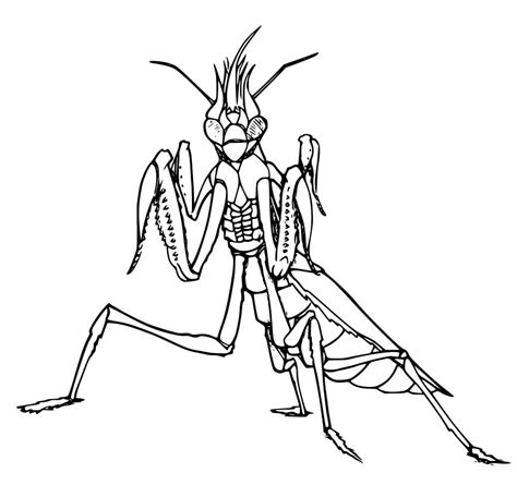 Mantis Coloring Pages Coloring Pages