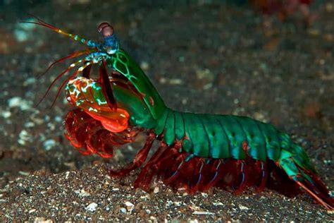 Mantis Shrimp Price