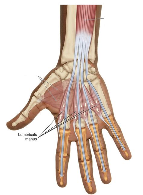 Mantus_Nocturna Leaks 🍌 XxX