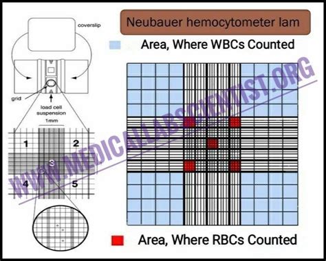 Manual Cells Counting With Hemocytometer/Improved Neubauer …