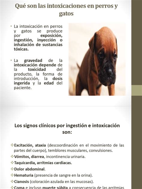 Manual de intoxicaciones en perros y gatos. - Lab manual for biology 2402 second edition.