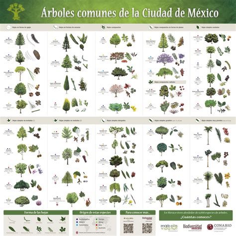 Manual para el reconocimiento de los árboles y arbustos más comunes en la ciudad de mexicali. - Gehl sl3510 sl3610 skid loader parts part manual.