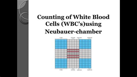 Manual white blood cell count calculation. - Beiträge zu einer natürlichen geschichte der hirsche.