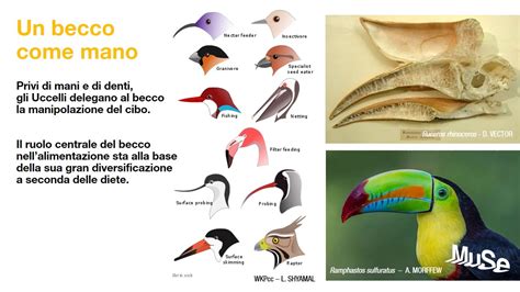 Manuale di biologia degli uccelli di podulka sabbioso. - Lg over the range microwave manual.