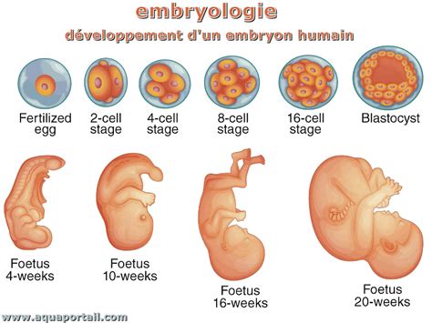Manuel d'anatomie et d'embryologie des animaux. - 2015 nissan altima manual wire diagram.