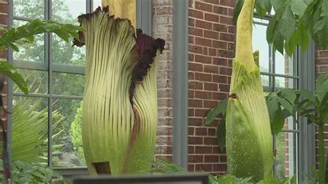 Many gather to see the corpse flower at Missouri Botanical Garden