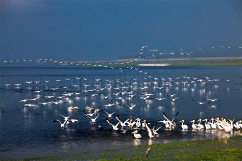 Manyas Kuş Cenneti'nde 2 Şubat Dünya Sulak Alanlar Günü etkinliği düzenlendi