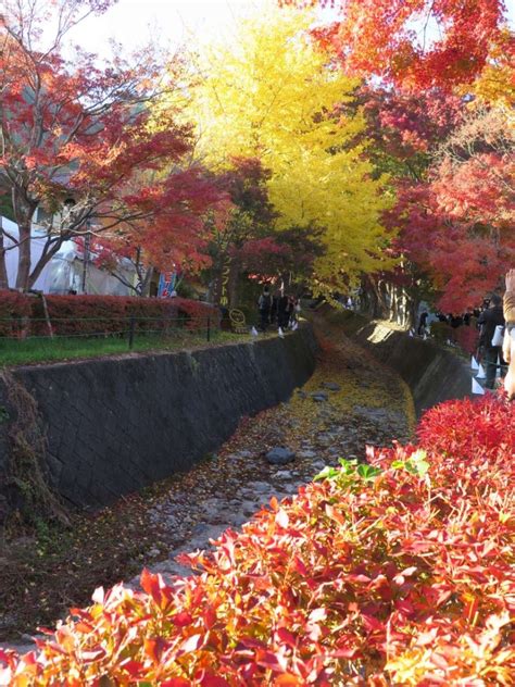 Maple Corridor, Kawaguchiko – BUTTERFLY IN THE SPRING