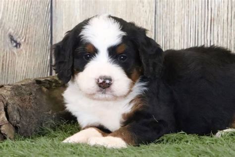 Maple Valley Puppies Bernedoodle