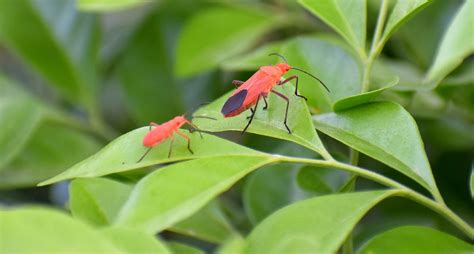 Maple bugs. Boxelder bugs, also known as maple bugs, are native to North America and feed on boxelder tree seeds. They are not harmful but can be a nuisance and stinky if … 