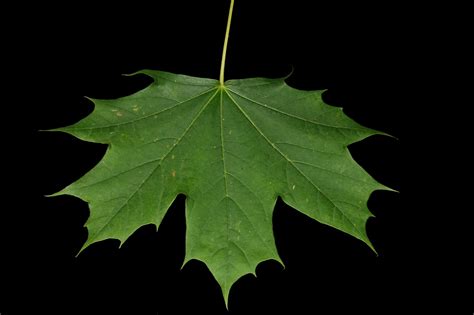 Maple leave. Short Answer. Maple tree leaves are usually dark green and are palmate, meaning they have multiple lobes that radiate outward from a single point. They are typically 3 to 5 inches long and have jagged, serrated edges. Maple tree leaves often turn yellow, orange, or red in the fall. 